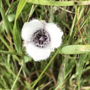 Bodega Bay Escapes - One of the flowers in Bodega Bay on "Shorttail Gulch Beach Trail" - Vacation Rental Agents Near Me - Bodega Bay, California