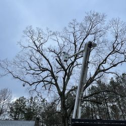Caldwell Professional Tree Service