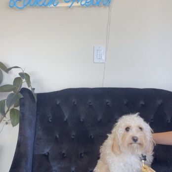 Fresh Coats - After - Pet Groomers Near Me - Clovis, California Fresh Coats - After - Pet Groomers Near Me - Clovis, California