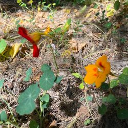 Tijuana River Valley Regional Park Bird & Butterfly Garden