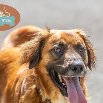Sarah's Pet Care - Dog Walkers Near Me Sarah's Pet Care - Dog Walkers Near Me