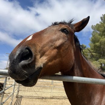 Saddle Up Wine Tours - Horseback Riding Near Me - Aguanga, California Saddle Up Wine Tours - Horseback Riding Near Me - Aguanga, California