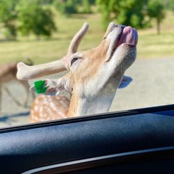 Wildlife Safari - Oh my, he really likes us!?!