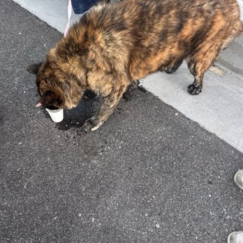 Animal Foundation - missing hair on ears, no collar - Animal Shelters Near Me - Las Vegas, Nevada
