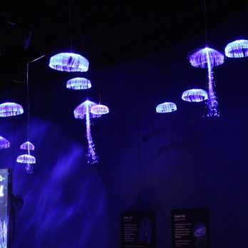 Georgia Aquarium - Aquariums Near Me - Atlanta, Georgia
