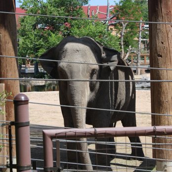 Denver Zoo - Elephant - Zoos Near Me - Denver, Colorado Denver Zoo - Elephant - Zoos Near Me - Denver, Colorado