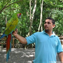 Discover Roatan Excursions & Tours - Military Macaw at Gumbalimba Park - Roatan, Honduras