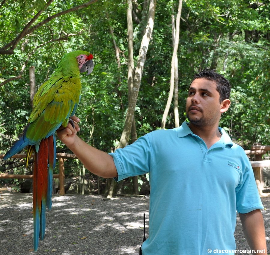 Discover Roatan Excursions & Tours Logo