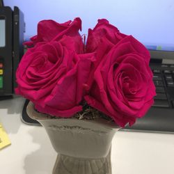 Bella Rose - Nothing like pink roses