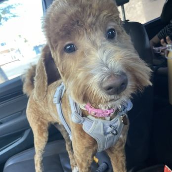 Pawfect Pet Salon - Pet Groomers Near Me - Las Vegas, Nevada Pawfect Pet Salon - Pet Groomers Near Me - Las Vegas, Nevada