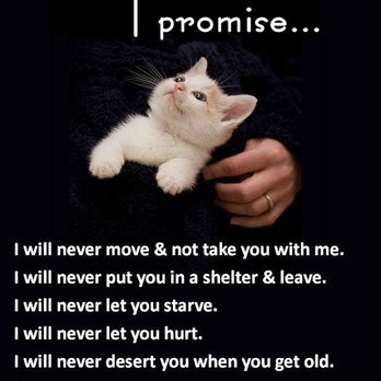 CJ's Pet and Home Care Services - Pet Sitting Near Me CJ's Pet and Home Care Services - Pet Sitting Near Me