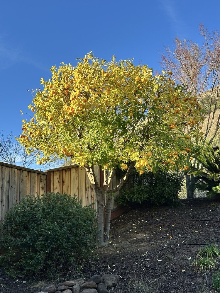 Boyd's Tree Service - tree service in Campbell, CA