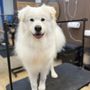 Blue Ribbon Pet Grooming