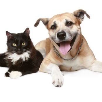 Silva House Cleaning - Pet Friendly Cleaning - Home Cleaning Near Me Silva House Cleaning - Pet Friendly Cleaning - Home Cleaning Near Me