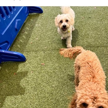 K9 Resorts - Wellington - Pet Boarding Near Me - Wellington, Florida K9 Resorts - Wellington - Pet Boarding Near Me - Wellington, Florida