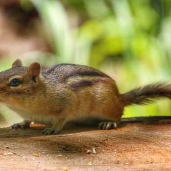 Kensington Metropark - These little guys are so friendly - Horseback Riding Near Me - Milford, Michigan