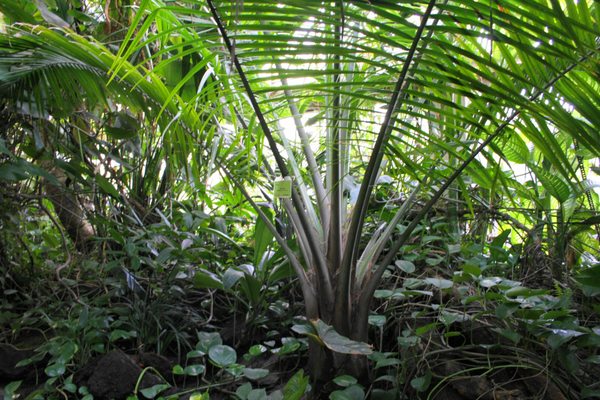 Palmiarnia Poznańska by null