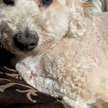 Cookie's Pet Salon - Pet Groomers Near Me - Lockhart, Texas Cookie's Pet Salon - Pet Groomers Near Me - Lockhart, Texas