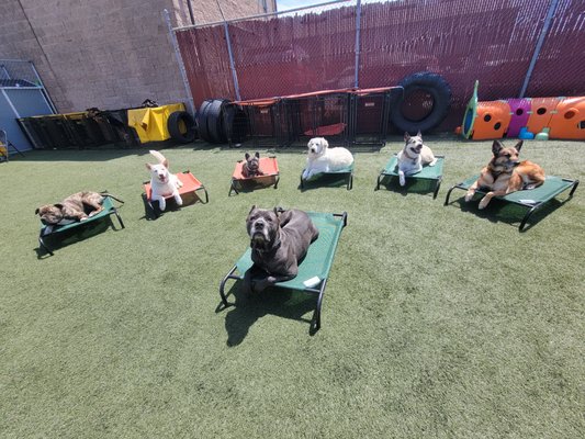 Group Training (Beginner -Advanced ) - I am an AKC Certified Canine Good Citizen Evaluator, guiding dogs from foundational Puppy STAR work through advanced CGC-level reliability. I specialize in puppies, first-time owners, working breeds, reactive dogs, and complex behavioral cases involving fear, imbalance, and instability.

My approach is rooted in psychology, development, and real-life application. Whether working with dogs or people, the principles remain the same — clarity builds confidence, structure creates freedom, and trust builds stability.

This is not trend-based training.
It’s a standard.