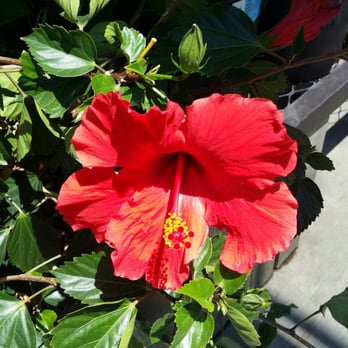Lowe's Home Improvement - Too many colorful flowers to choose from. - Hardware Stores Near Me - La Quinta, California