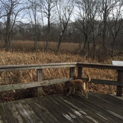 Overlooking the marsh.