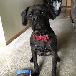 Dapper, clean dog