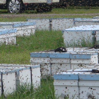 Farmer Gene's Bees - Busy bees at George Hansen's Bee Yard - Honey Near Me - Vernonia, Oregon Farmer Gene's Bees - Busy bees at George Hansen's Bee Yard - Honey Near Me - Vernonia, Oregon