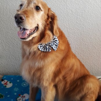 Top 10 Best Mobile Pet Grooming in Aurora, CO - Last Updated July 2021 - Yelp