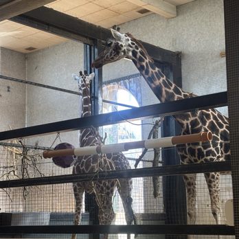 ZSL London Zoo - Giraffe - Zoos Near Me - London, XGL ZSL London Zoo - Giraffe - Zoos Near Me - London, XGL
