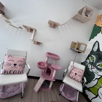 The Cattitude Cafe - Cat setup - Themed Cafes Near Me - Sioux Falls, South Dakota