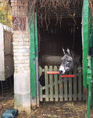 Hackney City Farm by null