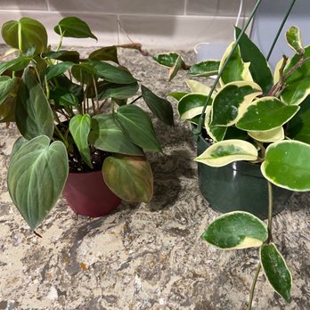 Flourish - Philodendron Micans (left), Hoya Krimson queen (right) - Jewelry Near Me - Austin, Texas