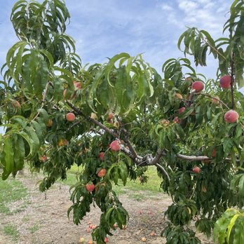 Lewin Farms - Yellow peaches - Pick Your Own Farms Near Me - Calverton, New York Lewin Farms - Yellow peaches - Pick Your Own Farms Near Me - Calverton, New York