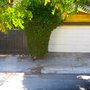 Photo of Hollywood Beautification Team