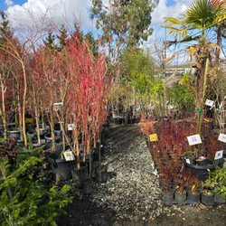 Rosso Gardens - Plants, Garden accessories, Seasonal plants/flowers, Garden ornaments Garden deco, Planters , Plant care productsOutdoor , S...