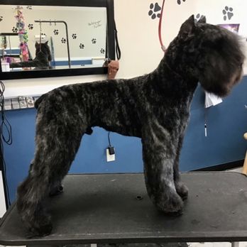 Styles Pet Grooming - Sam did great for his first visit with us. Very handsome 9 month old Bouvier! - Pet Groomers Near Me - Yucaipa, California