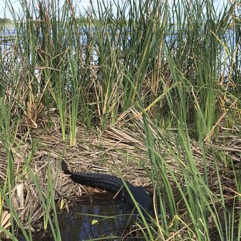 Stumpknocker Tours - Gator! - Boating Near Me - Fellsmere, Florida
