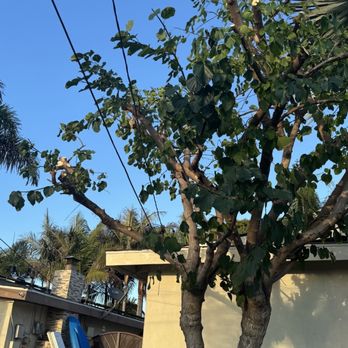 Holly Oak Arbor Care - Wires clear and tree trimmed - Tree Services Near Me Holly Oak Arbor Care - Wires clear and tree trimmed - Tree Services Near Me