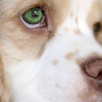 OnPoint Veterinary Urgent Care - Romeo, when he was a puppy. - Veterinarians Near Me - Ocala, Florida OnPoint Veterinary Urgent Care - Romeo, when he was a puppy. - Veterinarians Near Me - Ocala, Florida