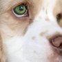Photo of OnPoint Veterinary Urgent Care