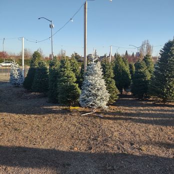 Mikey's Christmas Trees - Christmas Trees Near Me - Sacramento, California Mikey's Christmas Trees - Christmas Trees Near Me - Sacramento, California