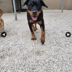 Tailwaggers Doggy Daycare - To be able to see her living her best while I was away.  Super awesome.