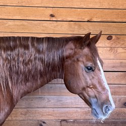 Cascade Stables - Horseback riding available in Audubon Park