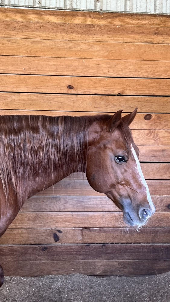 Cascade Stables - equestrian in New Orleans, LA