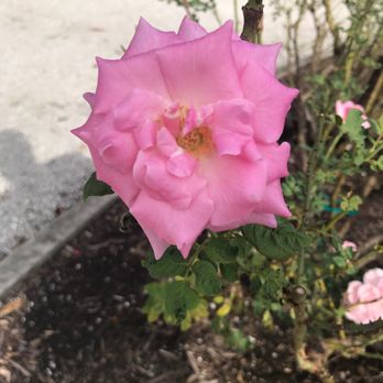 The Ringling - Sweet Surrender Tea rose hybrid - Art Museums Near Me - Sarasota, Florida The Ringling - Sweet Surrender Tea rose hybrid - Art Museums Near Me - Sarasota, Florida
