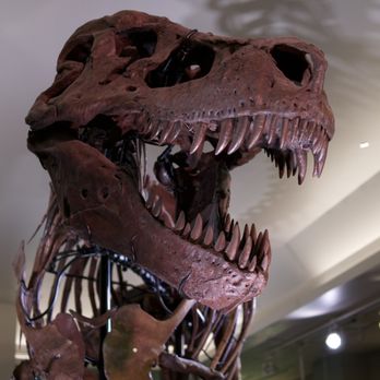 Field Museum - Sue - Museums Near Me - Chicago, Illinois Field Museum - Sue - Museums Near Me - Chicago, Illinois