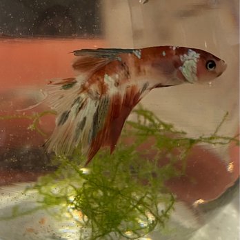 Aqua Forest Aquarium - Galaxy half moon betta fish with ruined tail from being neglected in a small container with dirty water. - Aquarium Services Near Me - San Francisco, California