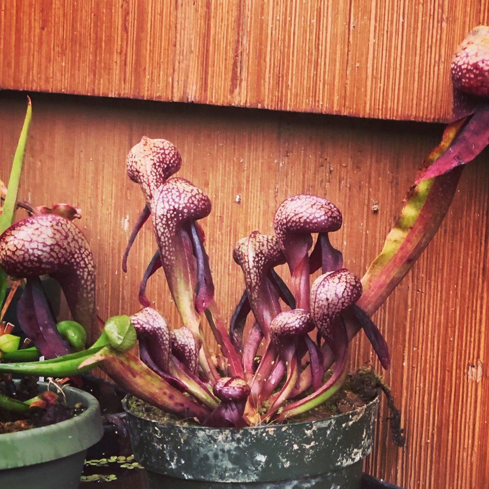 Cobra lily (Darlingtonia californica) -large mature division Cobra lily (Darlingtonia californica) -large mature division