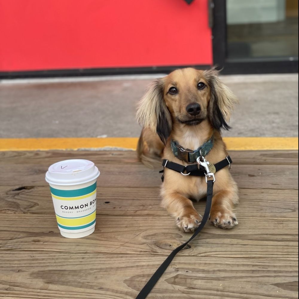 Our Mini Dachshund Oliver is now calm, social, and classy following Beyond the Dog's all-inclusive program!