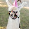 Huddin Homestead Fun Farm gift card